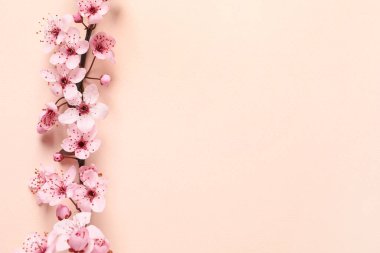 Bej arka planda güzel çiçekleri olan Sakura ağacı dalı, düz. Metin için boşluk
