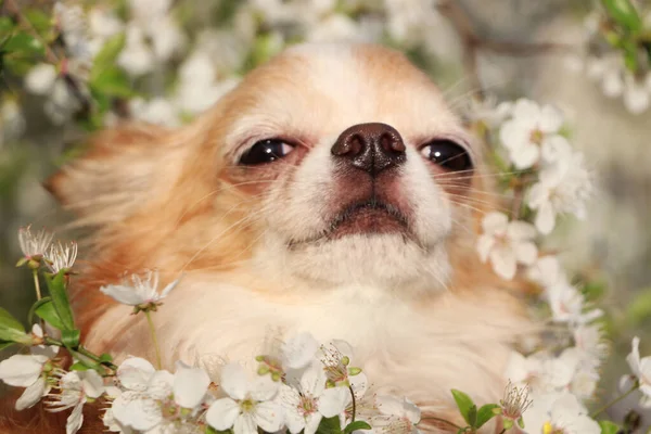 Χαριτωμένο Αφράτο Σκυλί Chihuahua Κοντά Ανθίζοντας Θάμνο Εξωτερικούς Χώρους Closeup — Φωτογραφία Αρχείου