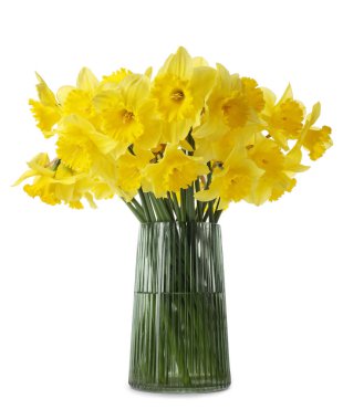 Beyaz arkaplanda vazodaki güzel nergisler