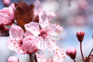 Güzel bahar pembe ağaçları bulanık arka planda çiçek açar, yakın planda