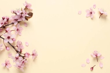 Bej arka planda güzel pembe çiçekleri olan Sakura ağacı dalı, düz. Metin için boşluk