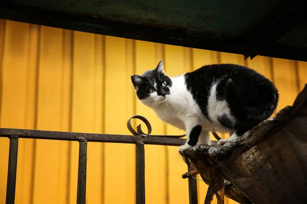 Gato Preto Branco Bonito Sentado Cerca Livre — Fotografia de Stock