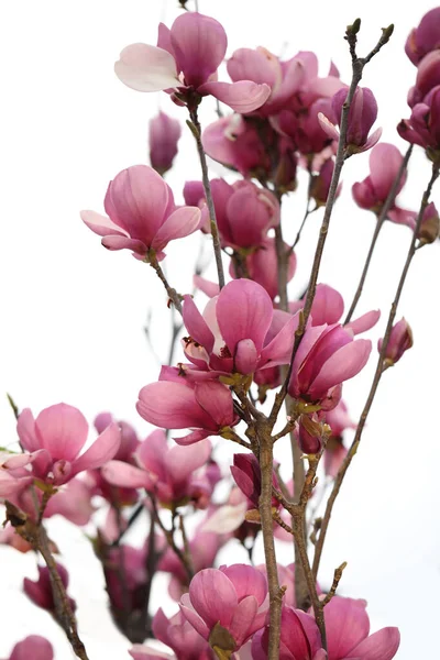 Widok Bliska Pięknego Kwitnącego Drzewa Magnolii Zewnątrz — Zdjęcie stockowe