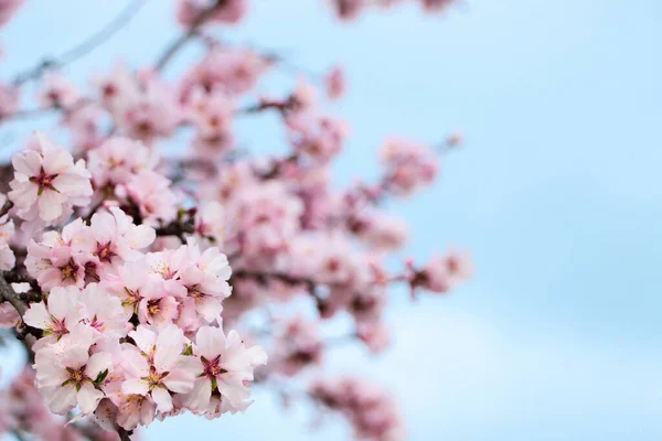 Delicadas Flores Cerezo Rosa Primavera Árbol Contra Cielo Azul Primer —  Fotos de Stock