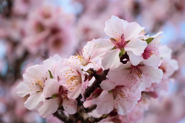 Delicado Primavera Rosa Cereja Flores Árvore Livre Close — Fotografia de Stock