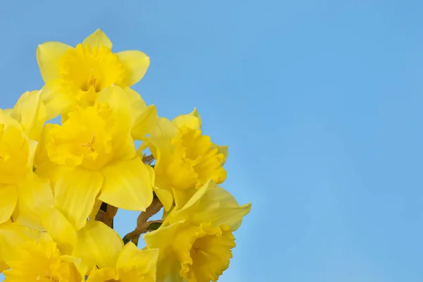 Hermosos Narcisos Sobre Fondo Azul Espacio Para Texto Flores Frescas —  Fotos de Stock