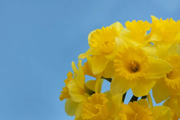 Hermosos Narcisos Sobre Fondo Azul Espacio Para Texto Flores Frescas —  Fotos de Stock