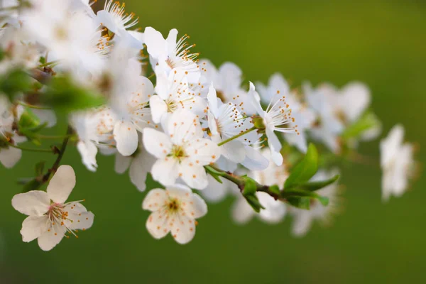 Κερασιά Λευκά Άνθη Πράσινο Φόντο Κοντινό Πλάνο Εαρινή Περίοδος — Φωτογραφία Αρχείου