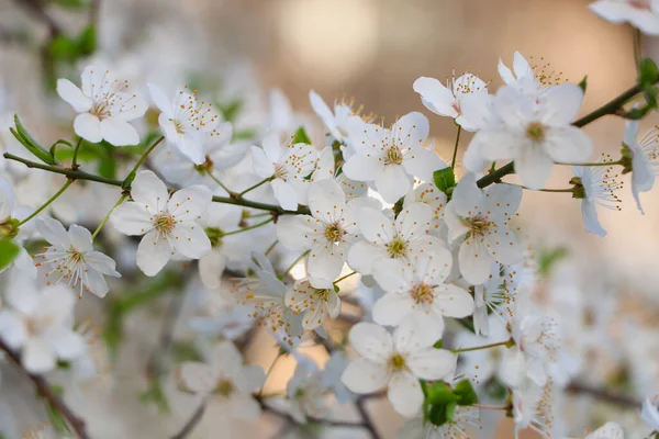 Cseresznyefa Fehér Virágokkal Elmosódott Háttér Közelkép Tavaszi Szezon — Stock Fotó