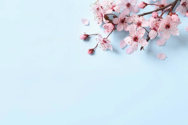 Açık Mavi Arka Planda Güzel Pembe Çiçekleri Olan Sakura Ağacı — Stok fotoğraf