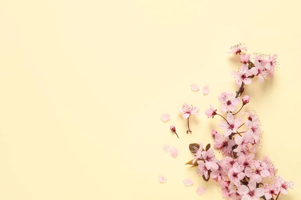 Sakura Gałąź Drzewa Pięknymi Różowymi Kwiatami Beżowym Tle Płaski Leżak — Zdjęcie stockowe