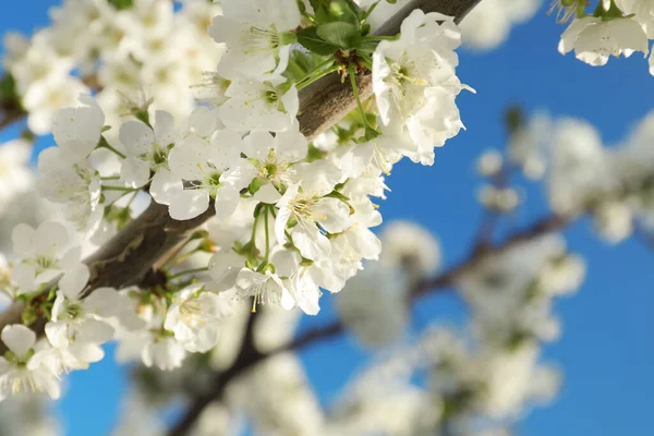 Árbol Primavera Flor Contra Cielo Azul Primer Plano —  Fotos de Stock