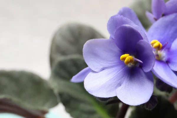 Hermosas Flores Violetas Sobre Fondo Gris Claro Primer Plano Planta — Foto de Stock