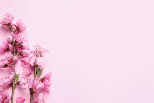 Piękne Kwiaty Sakura Drzewa Różowym Tle Płaskie Leżał Miejsce Tekst — Zdjęcie stockowe