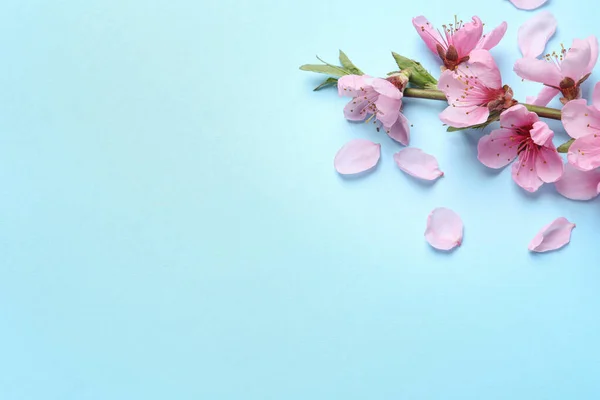 Piękne Kwiaty Sakura Drzewa Jasnoniebieskim Tle Płaskie Leżał Miejsce Tekst — Zdjęcie stockowe