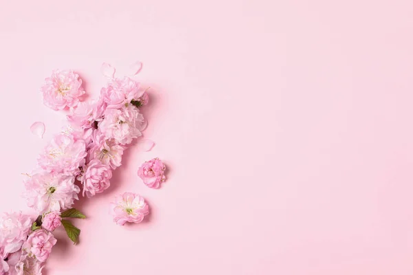 Piękne Kwiaty Sakura Drzewa Różowym Tle Płaskie Leżał Miejsce Tekst — Zdjęcie stockowe