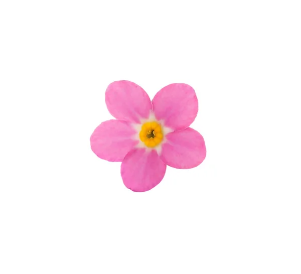 Linda Flor Rosa Esqueça Não Isolado Branco — Fotografia de Stock