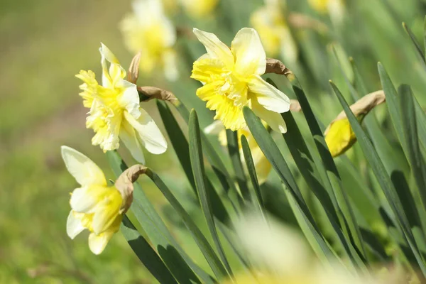 Krásné Narcisy Rostoucí Zahradě Slunečného Dne Detailní Záběr — Stock fotografie