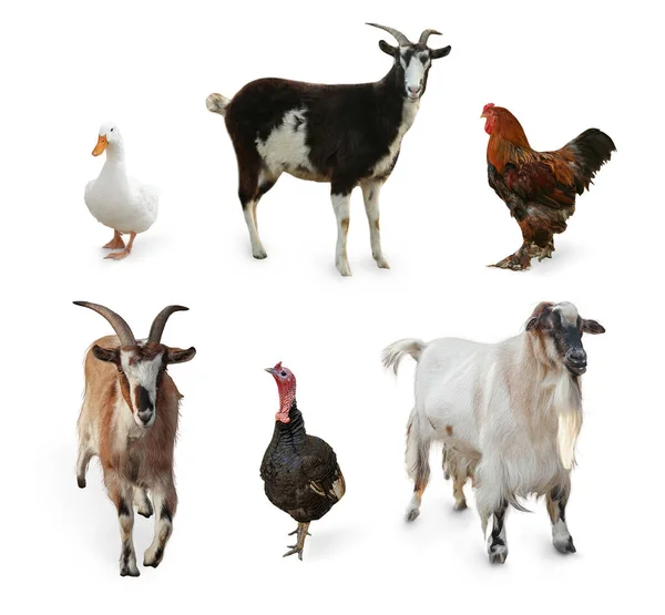 白い背景に異なる農場の動物 コラージュ — ストック写真