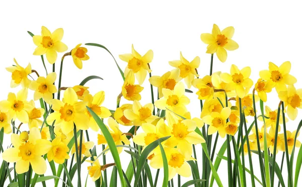 Many Beautiful Yellow Daffodils White Background — Stock Photo, Image