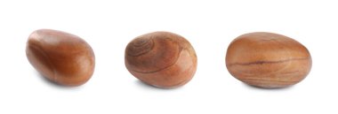 Beyaz arka planda Jackfruit tohumları ile ayarlandı. Pankart tasarımı