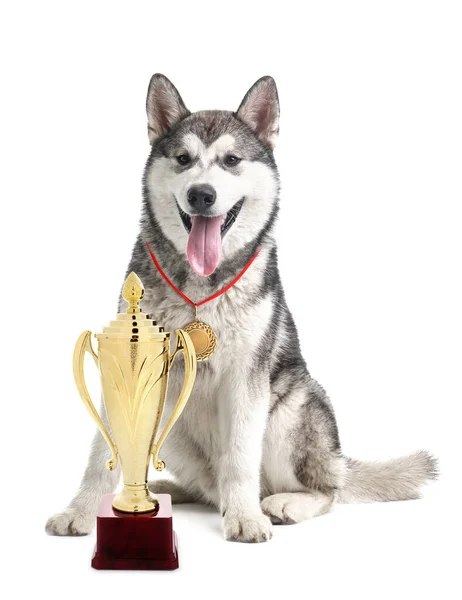 Lindo Perro Malamute Alaska Con Medalla Oro Copa Trofeo Sobre — Foto de Stock