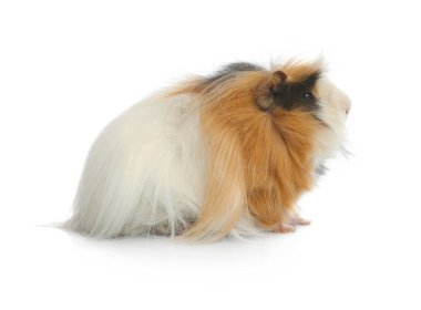 Beyaz arka planda sevimli bir kobay. Sevimli hayvan