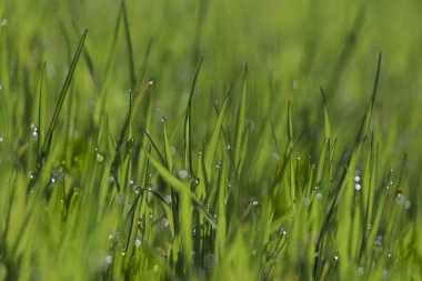 Taze yeşil çimenler ve çiğ damlaları bahar sabahı, yakın plan.