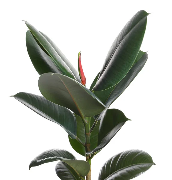 Ficus Elastica Roślina Świeżymi Zielonymi Liśćmi Białym Tle — Zdjęcie stockowe