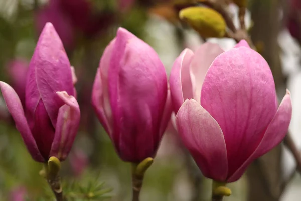 Closeup View Beautiful Blooming Magnolia Tree Outdoors — Stock Photo, Image