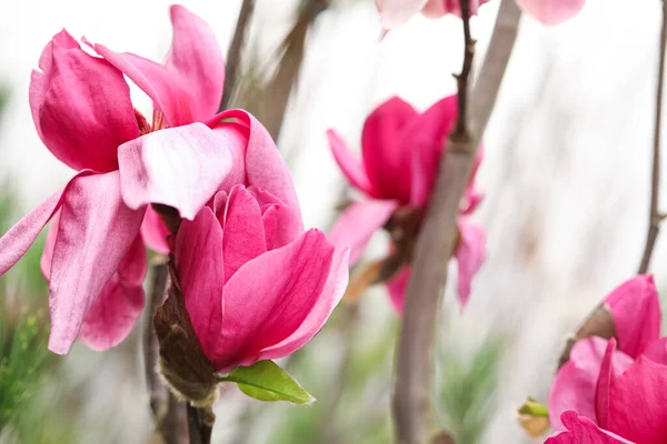 Nahaufnahme Von Schönen Blühenden Magnolienbaum Freien Raum Für Text — Stockfoto