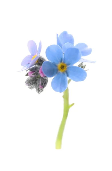 Schöne Blaue Vergissmeinnicht Blumen Isoliert Auf Weiß — Stockfoto