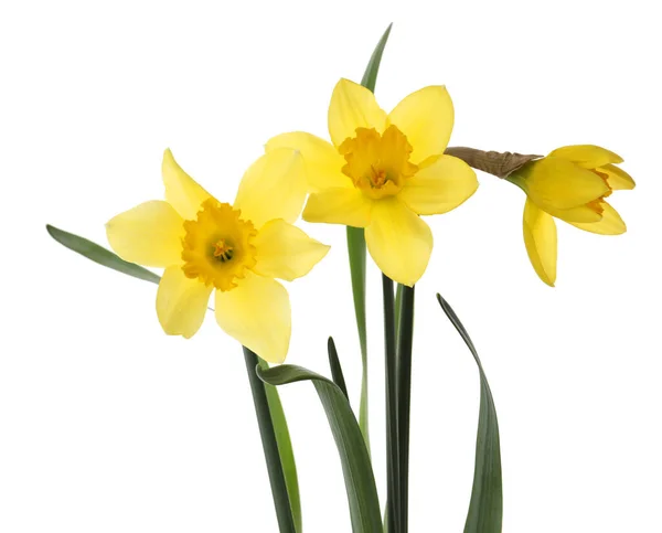 Красиві Квітучі Жовті Нарциси Білому Тлі — стокове фото
