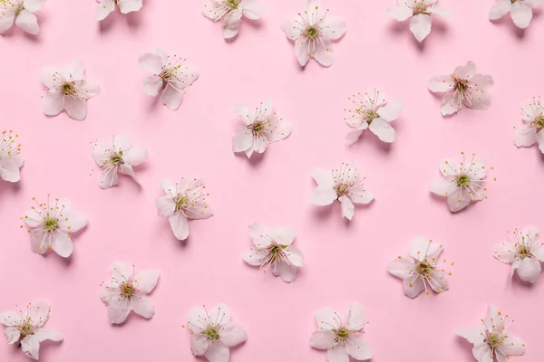 Schöne Kirschblüten Auf Rosa Hintergrund Flache Lage — Stockfoto