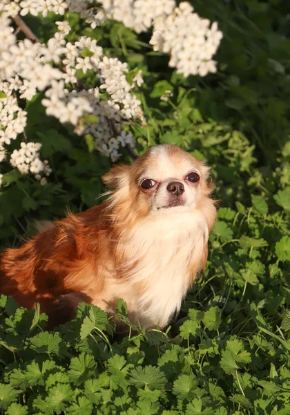 Cão Chihuahua Fofo Bonito Perto Arbusto Florescente Livre — Fotografia de Stock