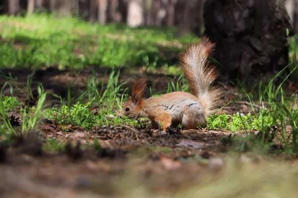 Cute Red Squirrel Ground Forest — Stock Photo, Image