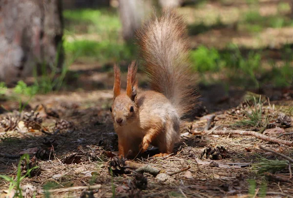 Cute Red Squirrel Ground Forest — Stock Photo, Image