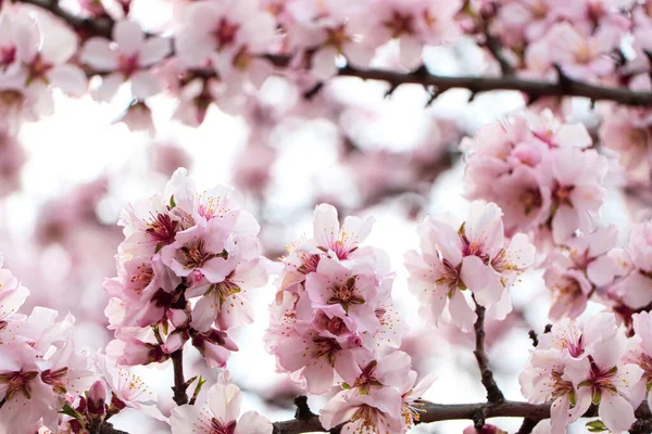 Delicado Primavera Rosa Cereja Flores Árvore Livre Close — Fotografia de Stock