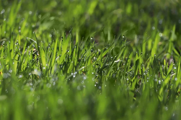 Grama Verde Fresca Com Gotas Orvalho Manhã Primavera Close — Fotografia de Stock