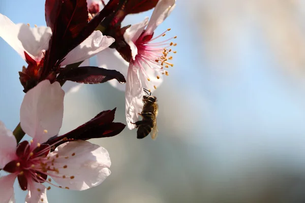 꿀벌은 실외에서 벚꽃에서 꽃가루를 모은다 — 스톡 사진