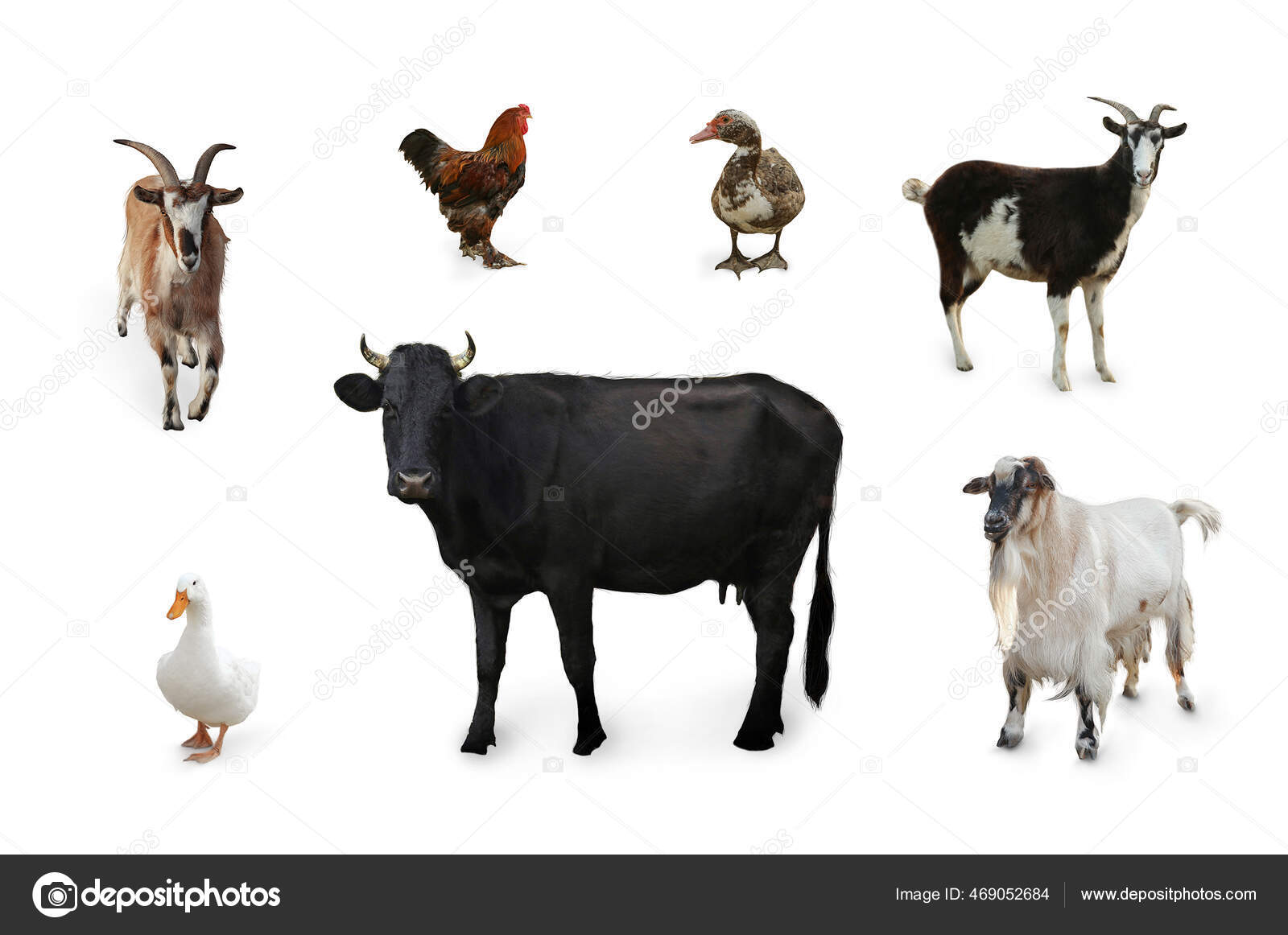 Different Farm Animals White Background Collage Stock Photo by