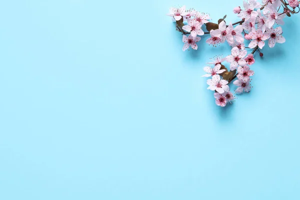Gałąź Wiśniowa Pięknymi Różowymi Kwiatami Jasnoniebieskim Tle Płaskie Leżaki Miejsce — Zdjęcie stockowe