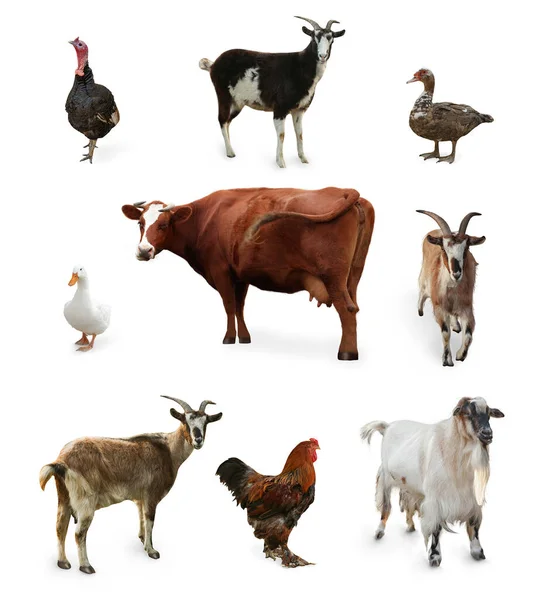 Verschiedene Nutztiere Auf Weißem Hintergrund Collage — Stockfoto