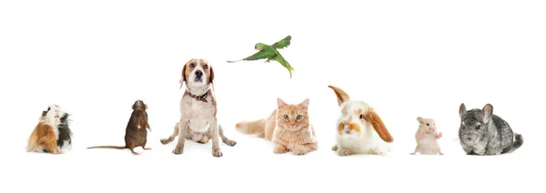 Beyaz Arka Planda Farklı Evcil Hayvan Grupları Kolaj Pankart Tasarımı — Stok fotoğraf