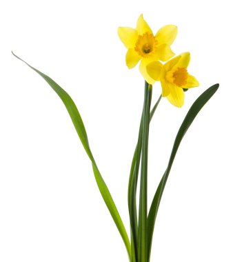 Beyaz arka planda güzel sarı nergis çiçekleri