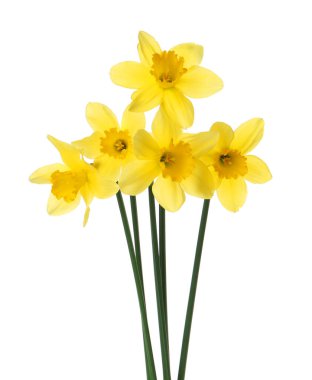 Beyaz arka planda güzel sarı nergis çiçekleri