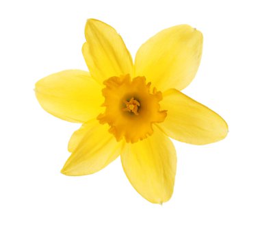 Güzel çiçek açan sarı nergis beyazı izole etmiş.