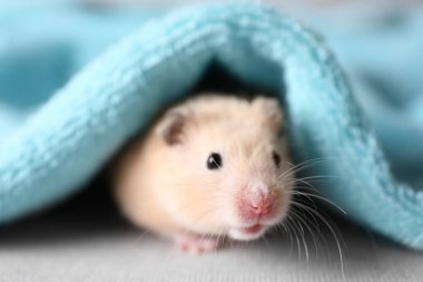 Yumuşak mavi havlunun altındaki sevimli hamster.