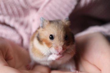 Küçük sevimli bir hamster tutan kadın, yakın çekim manzaralı.