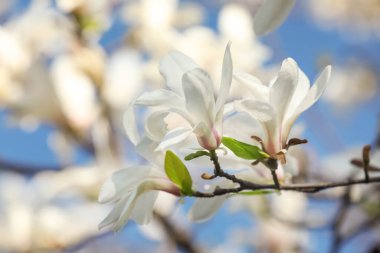Güneşli bir günde güzel bir Magnolia ağacı dalı, yakın plan.